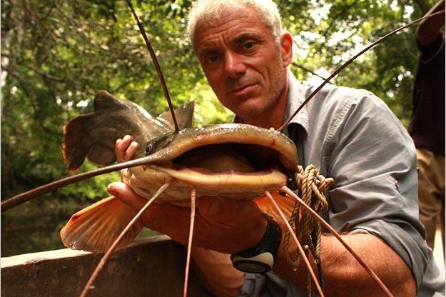 Kamba Catfish
