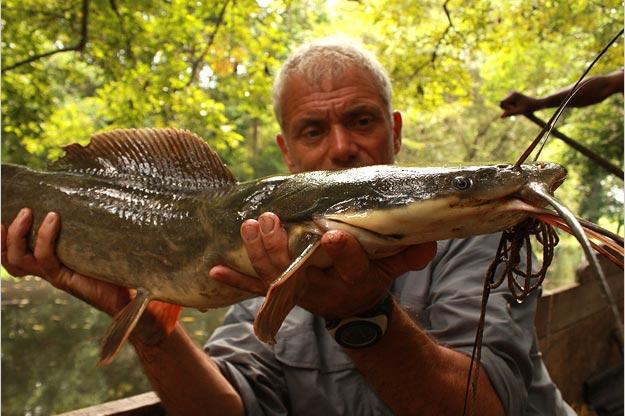The Vundu catfish is one of the longest freshwater fish in southern Africa, if not the heaviest. Like a snakehead, it can survive for long periods of time out of water.