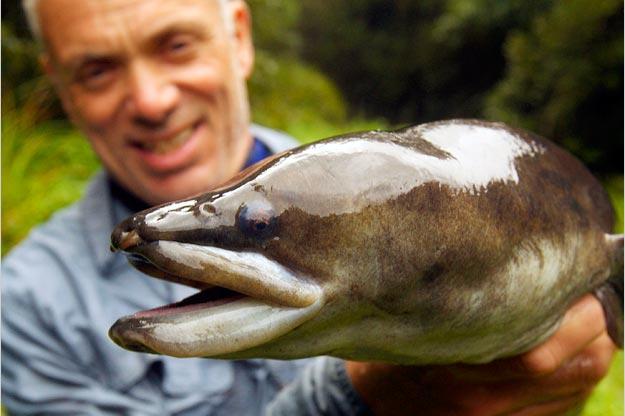 The New Zealand longfin eel is one of three freshwater eels found in New Zealand. The other two are the short-finned eel and the speckled longfin eel.