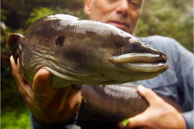 One of the largest freshwater eels in the world, the New Zealand longfin eel gets its name from having a dorsal fin (top fin) that's longer than its ventral fin (bottom fin).