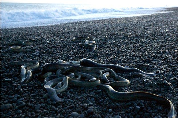 Longfin eels only breed once, at the end of their lives. They swim nearly 5,000 miles from New Zealand to the Pacific Ocean — an epic journey for an eel — to mate. Their larvae reach New Zealand by drifting on ocean currents.