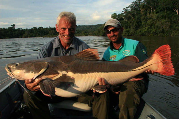 The red-tailed catfish has a huge, bony head and leathery body. This fish was pumping air over its gills, making strange sounds, when Jeremy brought it to the surface.