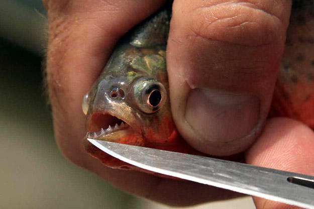 Jeremy Wade reveals the red-bellied piranha's legendary, razor-sharp teeth. The piranha's triangular teeth interlock to cut through flesh like scissors. In spite of its small size, the red-bellied piranha is the world's deadliest freshwater fish.