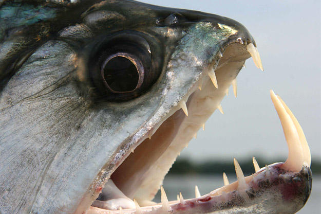 A close relative of the piranha, the payara is often called the "vampire fish" because of its long fangs, which can grow to 6 inches in length. This little-known but frightening-looking fish is found in the Orinoco River in Venezuela.