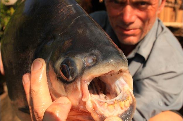 The red-bellied pacu is related to the flesh-eating piranha, but unlike its notorious cousin it feeds mainly on insects and vegetation. It uses its large, humanlike choppers as a tool for cracking open rubber tree nuts, crushing seeds and chopping up sea herbs and various other food sources.