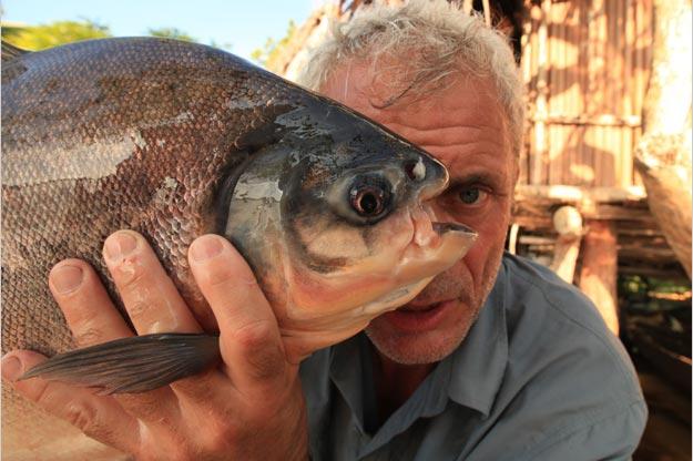 This food scarcity may explain a recent rash of attacks on humans. In 2001, two fishermen in two separate incidents reportedly bled to death after their genitals had been bitten off by pacu fish.