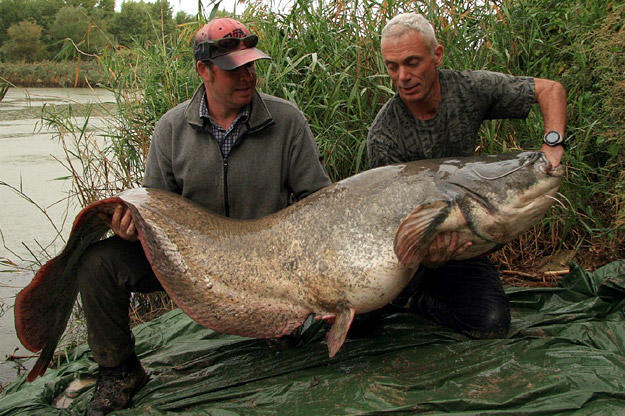 Jeremy Wade holds a wels catfish weighing 163 pounds and measuring 7 feet, 4 inches from head to tail. The largest wels can reach up to 10 feet and weigh over 330 pounds.