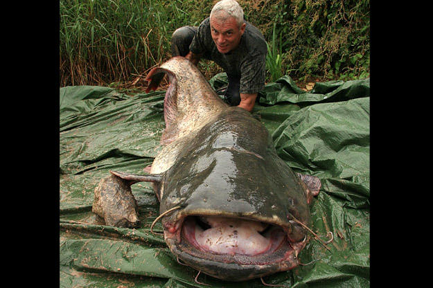 The wels catfish is an adept hunter, first using its pectoral fins to create a disorienting eddy and then taking advantage of its vast, vacuum-like mouth to suck prey in and swallow it whole.
