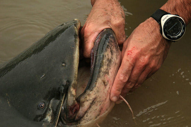 Wels catfish are landed by gripping the lower jaw, preferably with two hands. Sometimes a wels will bite down hard or even attempt to roll like a crocodile. The wels is also known to bite when released, lashing out at the nearest body part.