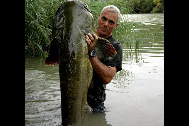 The wels catfish is defined by a long, scaleless body; a broad, flat head; and an extremely wide mouth containing rows of small, sandpaper-like teeth — hundreds of them.