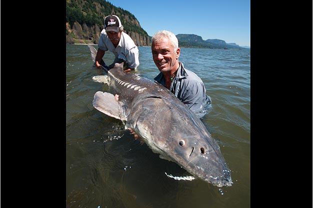 White Sturgeon Photos River Monsters Animal