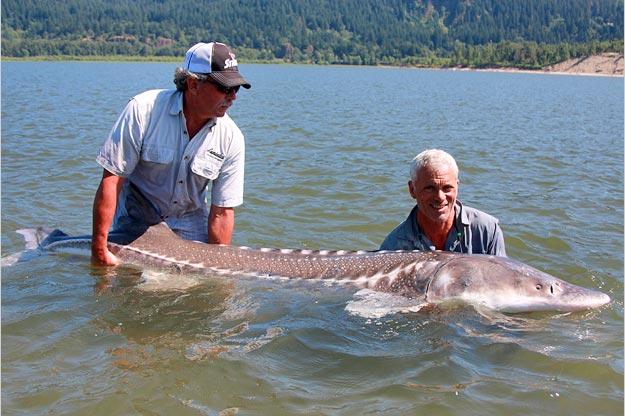 The white sturgeon has been around for at least 100 million years, which would have qualified it to star in the movie "Jurassic Park." They're also very long-lived fish; the oldest white sturgeon on record lived to 104 years old.