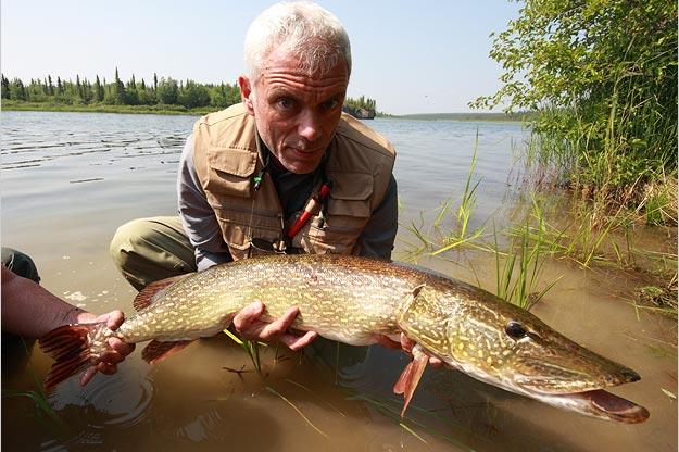 A northern pike, a popular sport fish in North America and Europe. This long, thin fish got its name from its resemblance to the pole-like weapon called a pike"
