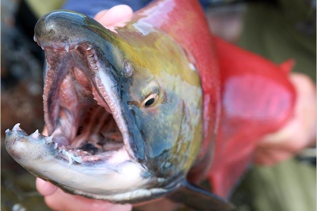 Jeremy Wade with a sockeye salmon in Alaska. This fish is also called the red salmon; both the male and female turn red just before the spawning season, when they leave the Pacific Ocean and migrate up freshwater streams and rivers to reproduce.