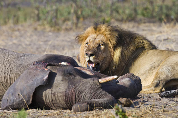 Encounter between African elephants (Loxodonta africana) and an African lion (Panthero leo) in Masai Mara, Kenya.
