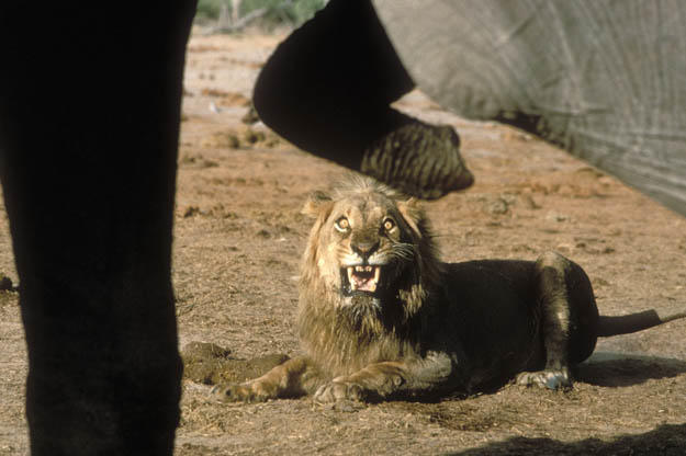 A male African lion (Panthera leo) growls at African elephants (Loxodonta africana) in Serengeti National Park, Tanzania.