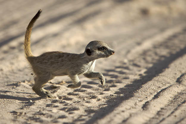 A meerkat baby (Whiskers pup).