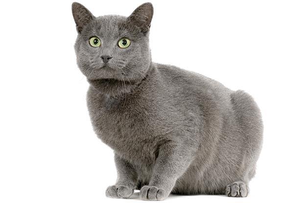 Chartreux
Known for their hunting prowess, Chartreux cats may have been taken in by those monks long ago to rid the monastery of vermin. Today, however, Chartreux cats are popular because they make terrific companions. They are amiable, loyal, and vocally quiet, and when you sit down next to your Chartreux you invariably end up with a lap full of cat.
Known as quiet, sweet cats, Chartreux cats also have a playful, comical side that they keep well into adulthood. They seem to have a well-developed sense of humor, and enjoy a good game of fetch or a playful romp with their friends and family. They are very intelligent cats; they quickly learn their names and will come when you call -- if they're in the mood, of course.
Learn more about the Chartruex. Check out our Cat Breed Directory.