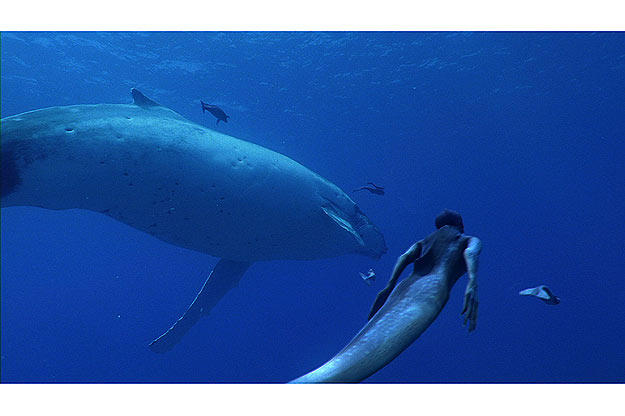 The mermaids migrate with the whales from warm southern waters to the northern feeding grounds.