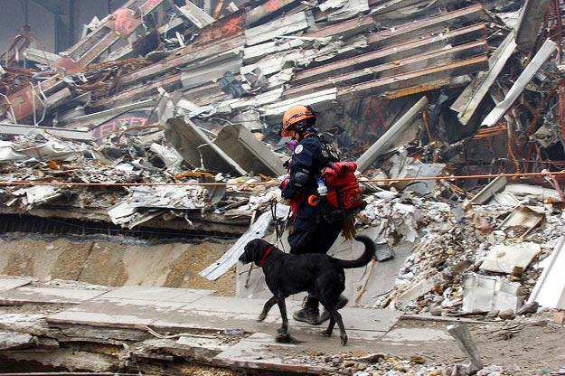 Animals have fought side by side with soldiers since before the Roman Empire. And they've offered more than just protection. Animals of all kinds have shown fearless dedication to helping the people who protect our country as well as provided them with comfort and hope during times of real adversity. For instance, Appollo, a dog specializing in search and rescue, helped firefighters locate missing people during the Sept. 11 terrorist attacks in New York. While the ways in which animals have helped our men in uniform are infinite, here are a few of their stories.