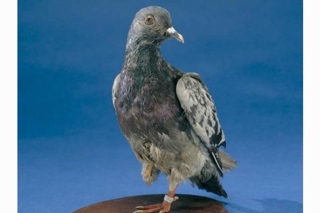 Cher Ami the Pigeon
Cher Ami (French for "dear friend") was more than just a homing pigeon for American soldiers during World War I. Against all odds, and with a shattered leg and a bullet through the breast from enemy fire, Cher Ami delivered a message that saved 194 soldiers in the 77th Infantry Division. As a result, the brave carrier pigeon was given the "Croix de Guerre," a French and Belgian medal awarded to allies for their heroic service. Cher Ami died in 1919. Today, his body is on display at the Smithsonian National Museum of American History, in the exhibition "The Price of Freedom: Americans at War."