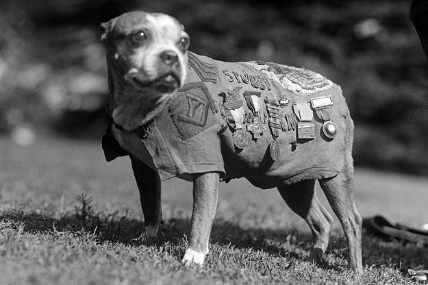 Stubby the Dog
Sgt. Stubby, who served with the 102nd Infantry Division and the 26th Yankee Division during World War I, was one of the most famous war dogs in U.S. history. Stubby served 18 months in Europe, participated in 17 battles and is the only dog to receive a sergeant ranking. During the war, he warned American soldiers of incoming chemical attacks and spies and accompanied the men on raids and patrols. The canine sentry became an instant American hero and upon his return home led parades, met three presidents, and became a lifelong member of the YMCA and the American Red Cross. Stubby was also Georgetown University's mascot.