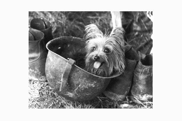 Smoky
Smoky, a 4-pound Yorkshire terrier, joined America's finest during World War II. Soldiers found the little dog in a foxhole in New Guinea. Smoky is more than a war hero -- she provided comfort to soldiers in times of adversity. While her size might make her seem dainty, Smoky survived 12 combat missions, 150 air raids and a typhoon in Okinawa. In addition, she entertained soldiers with tricks and was one of the first therapy dogs.