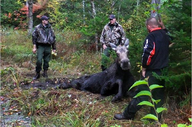 North Woods Law
