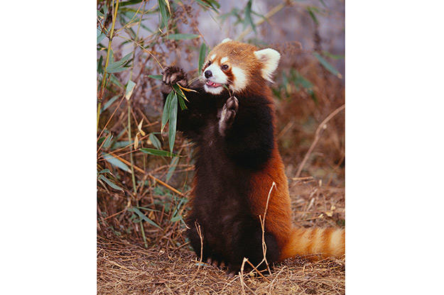 Red panda