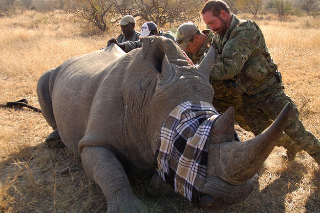 Saw (Navy SEAL fmr.) & Biggs (Navy SEAL fmr.) assisting veterinary team by helping then turn over a darted rhino .