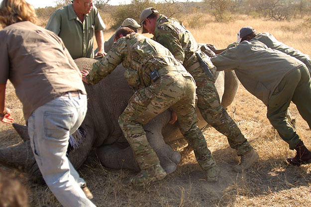 Saw (Navy SEAL fmr.) & Biggs (Navy SEAL fmr.) assisting veterinary team by helping then turn over a darted rhino .