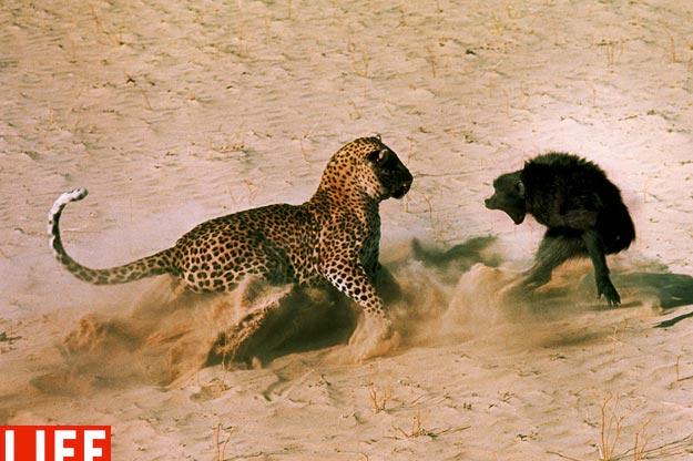 In 1966 Botswana, LIFE photographer John Dominis captured this photo of an encounter betwen a big cat and an ape. As you can imagine, things did not turn out so great for the baboon. John Dominis/Time & Life Pictures/Getty ImagesSee more photos from this collection at LIFE.com.