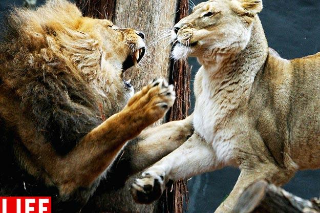 African lion Jambo fights with female Kuchani at the 2006 opening of a savannah-themed makeover of the lion enclosure at Taronga Zoo in Australia.LIan Waldie/Getty ImagesSee more photos from this collection at LIFE.com.