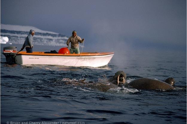 Inuits hunt walrus from a boat in Smith Sound, Northwest Greenland.