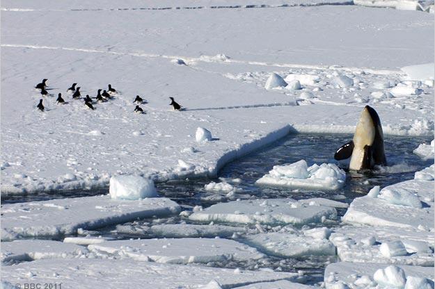 Orca spyhopping near Adélie penguins.