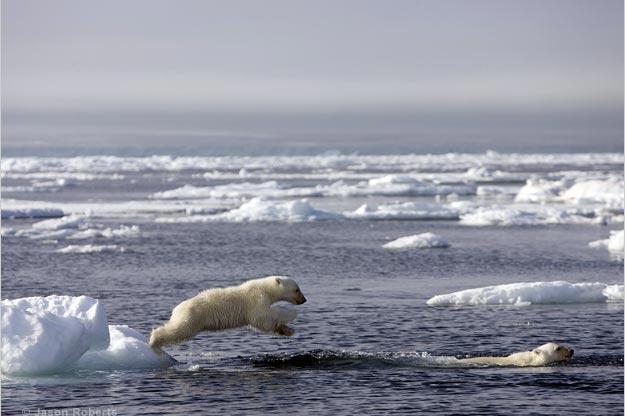 A pair of polar bear cubs swim for the first time.