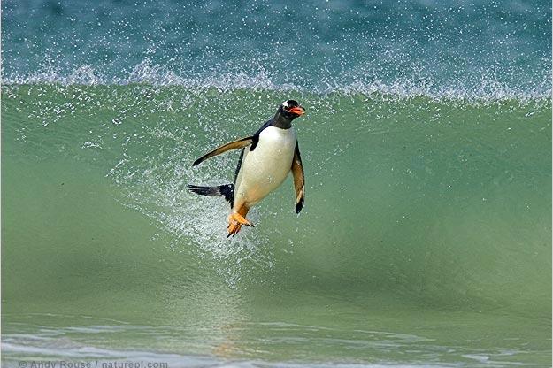 Gentoo penguin surfing on a wave.