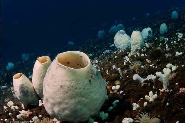 Underwater life beneath Antarctic ice, McMurdo Sound.