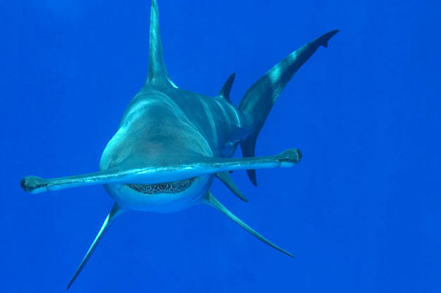 A great hammerhead shark in the northern Bahamas. The hammerhead's peculiar, flattened head is called a "cephalofoil." It's not entirely clear why the shark's head is shaped this way. One possible reason is that it spreads the shark's sensory organs out, enhancing the shark's senses of smell and electroreception. The winglike head may also help with lift and maneuverability in the water.