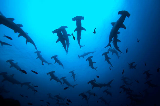 Some hammerhead species travel in large schools of up to 500 sharks or more. Here, hammerhead sharks gather at a seamount in the Galapagos. At night, the schooling hammerheads break up to feed.