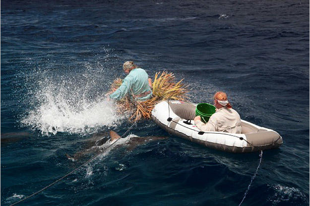 Sharks quickly surround both rafts at the first whiff of chum.