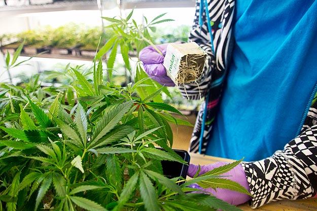 Harborside has an in-house nursery where patients can purchase cannabis "clones" of their favorite strains to grow and harvest.