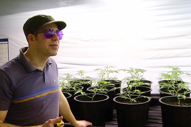 Master grower Jon Richards tends to his young cannabis plants.