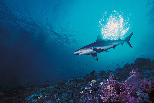 A silky shark, so named because of the smooth texture of its skin. In comparison to most sharks, the silky shark's denticles (shark scales) are very small and densely packed, giving its skin a "silky" feel. It lives in tropical waters worldwide, where it excels at driving fish into compact schools before launching open-mouthed, slashing attacks.