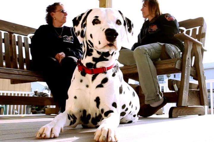 The people in the background are Maureen Haskell and Dawn Haskell-Carbone.
Timmy, Tommy, and Kenny Haskell were destined to join their family's business -- the NYFD. When their dad died, Timmy moved back in with his mother, Maureen, and he decided he wanted dog -- a Dalmatian named Blaze. He and Blaze were soul mates. On the morning of 9/11 all three brothers responded to the scene. Timmy and Tommy were in the towers when they fell. Maureen lost two sons. Completely devastated, the family leaned heavily on Blaze, trying to hold onto anything that reminded them of their sons. Blaze's unconditional love helped the family celebrate the lives of their hero sons rather than dwell on the way they died.
Pictured are Maureen Haskell and Dawn Haskell-Carbone with a Dalmation who resembles their beloved Blaze, who passed away in 2006.