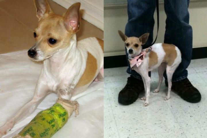 Sparkles
Sparkles, a one-year-old female Chihuahua mix, was rescued after her owner broke her leg twice. After the leg was set for the second time, Animal Control was contacted and intervened. After being rescued, Sparkles has become very outgoing and compassionate, especially with those who are ill.