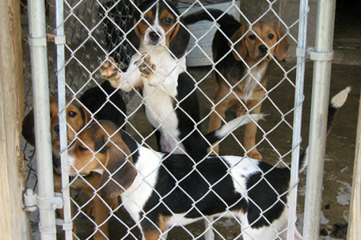 Puppies at the Ritchie County shelter.