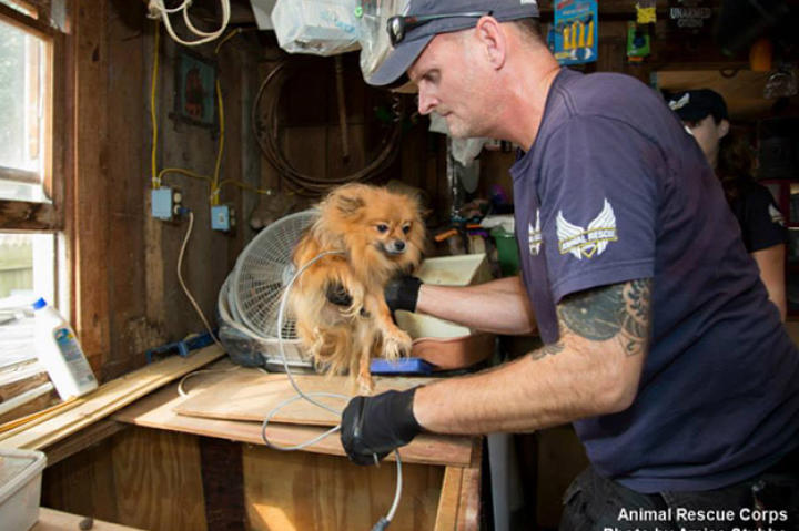 ANIMAL RESCUE CORPS AND WAYNE COUNTY AUTHORITIES RESCUE MORE THAN 80 ANIMALS FROM ALLEGED PUPPY MILL