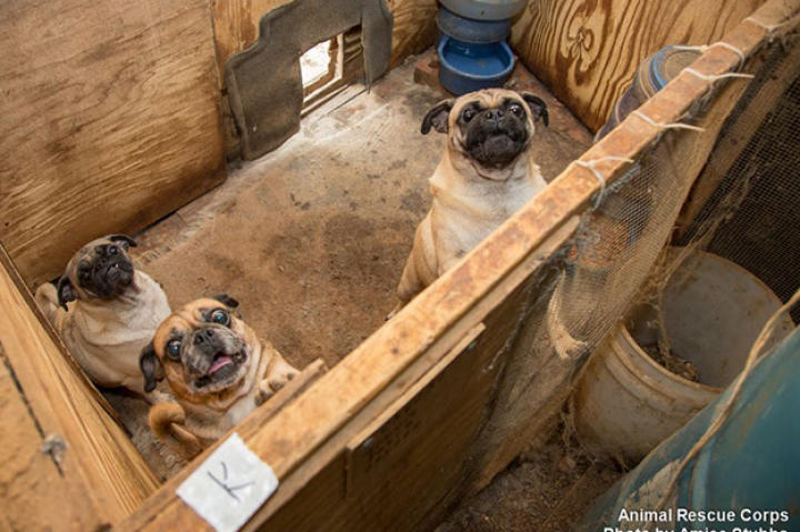A variety of small breed dogs, including newborn litters, were found crowded into small, dilapidated, outdoor wire and wood hutches and pens encrusted with urine and excessive piles of feces. The only water sources were dirty and green with algae growth. The dogs, the majority of whom were underweight, were suffering from severe eye infections, significant fur loss and matting, urine-soaked fur, and extreme internal and external parasites, such as fleas. The parrots’ were living in similar conditions, their cages and food bowls also covered in feces. All animals lacked adequate living conditions, socialization, and veterinary care. ...