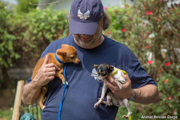 “Animals have been suffering from various untreated illnesses on this horrendous property for more than a decade. The conditions were very typical of a puppy mill,” said ARC President Scotlund Haisley. “A lot of suffering ended here today and I commend Wayne County Animal Control, Sheriff’s Office, and County Attorney for acting quickly and working with Animal Rescue Corps to shut this place down.” ...